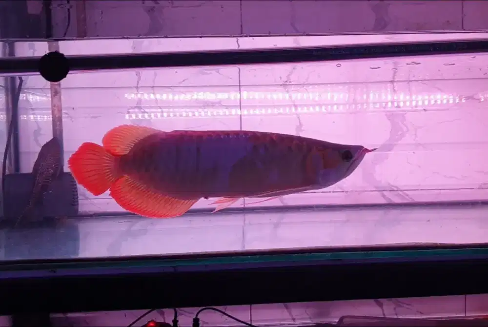 Arwana sr uk 35 cm