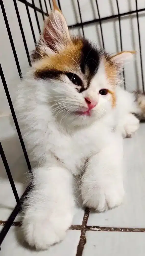 Kitten Persia Medium