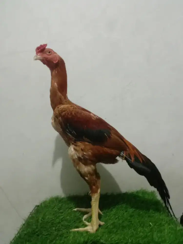 Pakhoy full brakot