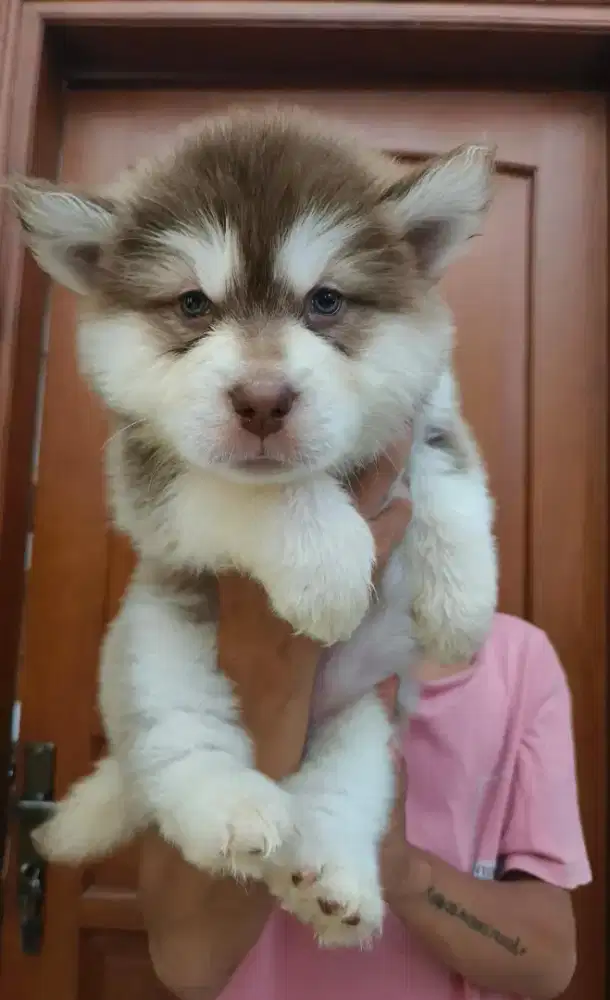 Red Alaskan Malamute Betina Stamboom