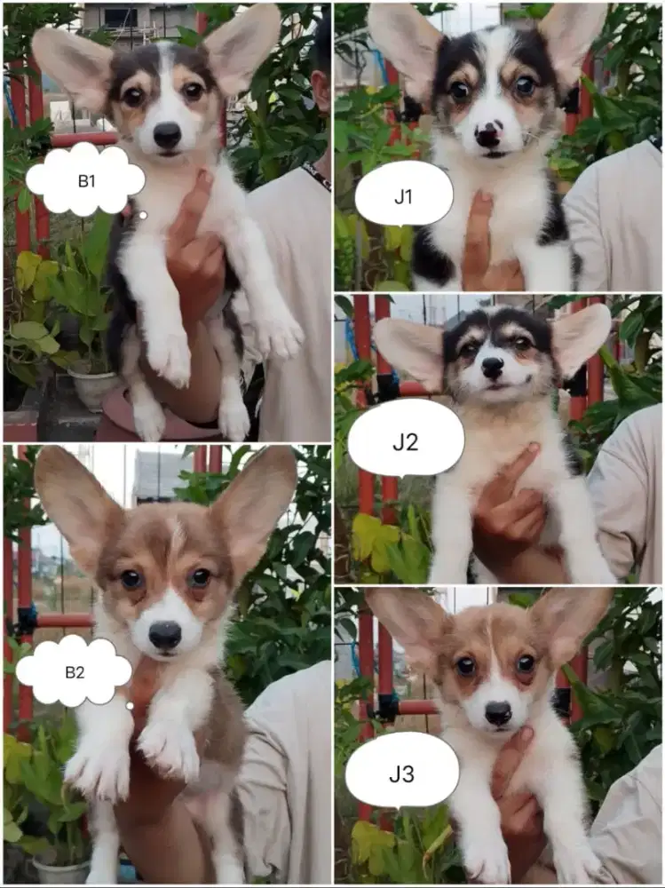 Jual Puppys Corgi