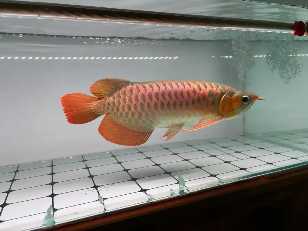 Arowana super red