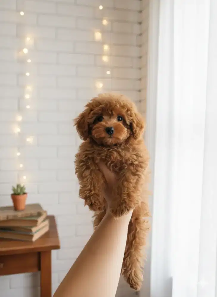 Puppy Tini Poodle