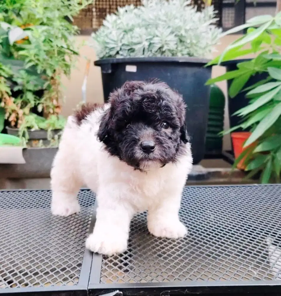 Male Poodle Party Color // white silver ( mutasi )
