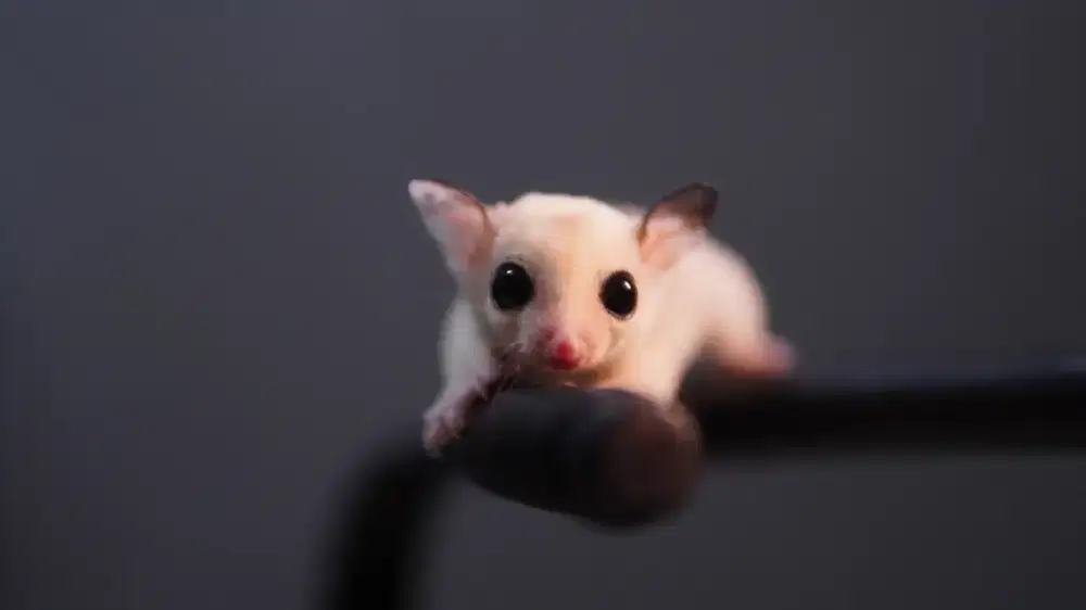 Sugar glider platmoz