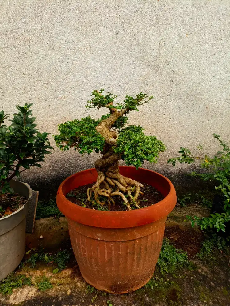 Pohon Bonsai Sancang Varigata Prospek Bagus Size Mame Siap Pajang