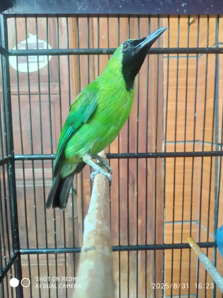 Burung Dan sangkar