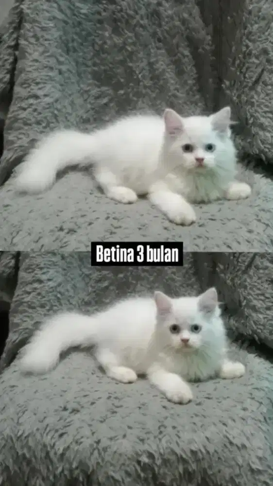 Kucing persia gimbul