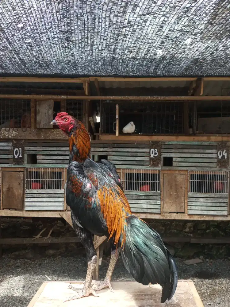 Ayam koyngon muda