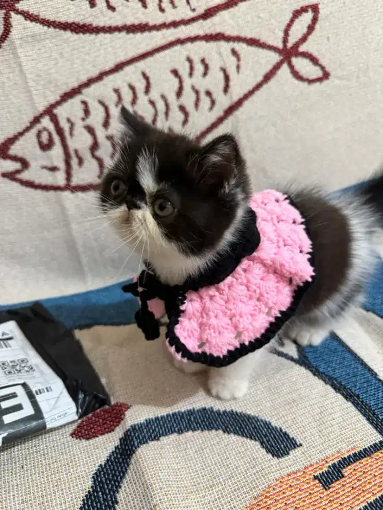 Di jual kucing persia exo peaknose betina