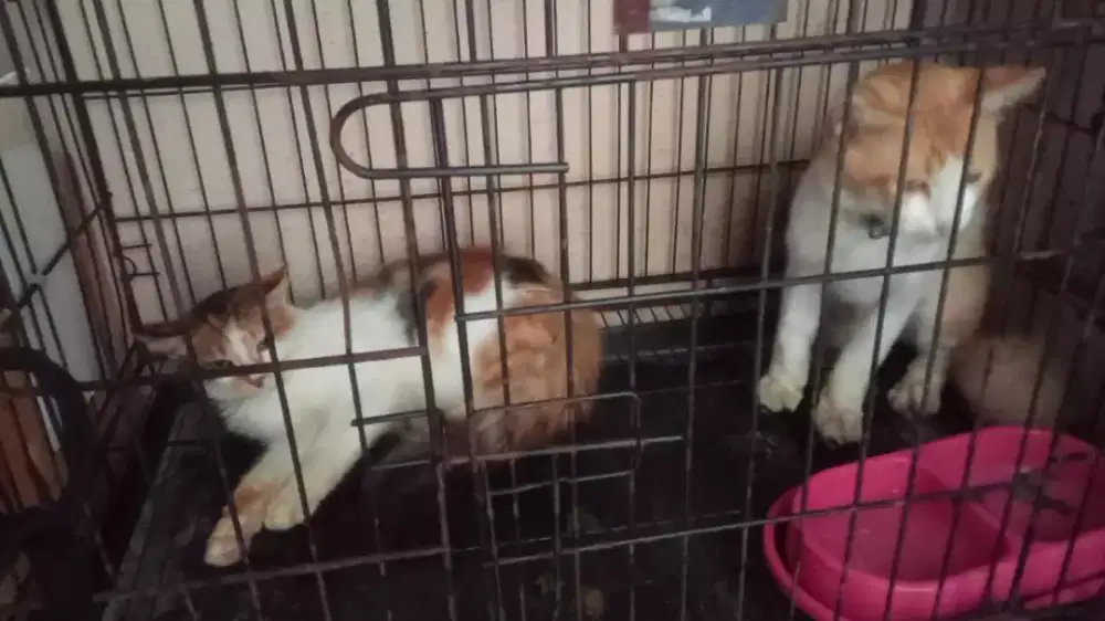 Kucing persia sepasang