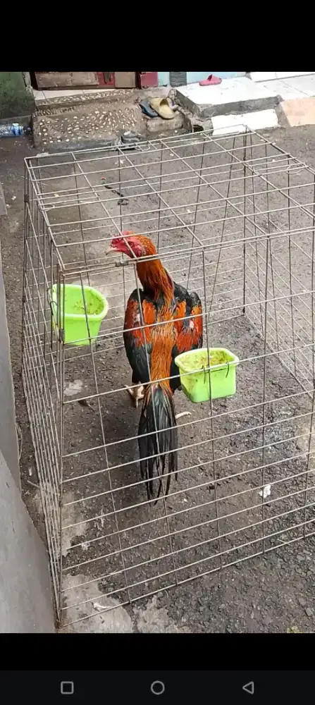 ayam ekor lidi panjang usia 6 bln