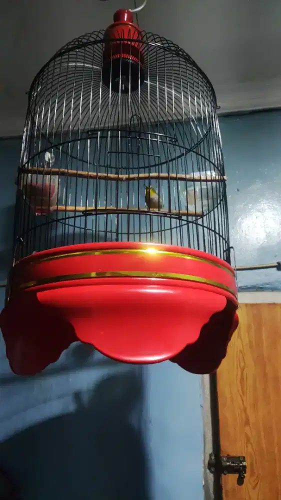Burung Buxto Gacor+ Kandang