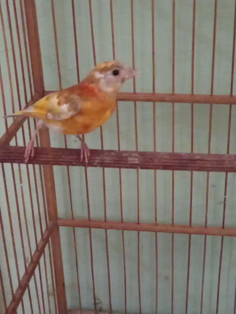 Redsiskin dobel diluet anak  sepasang