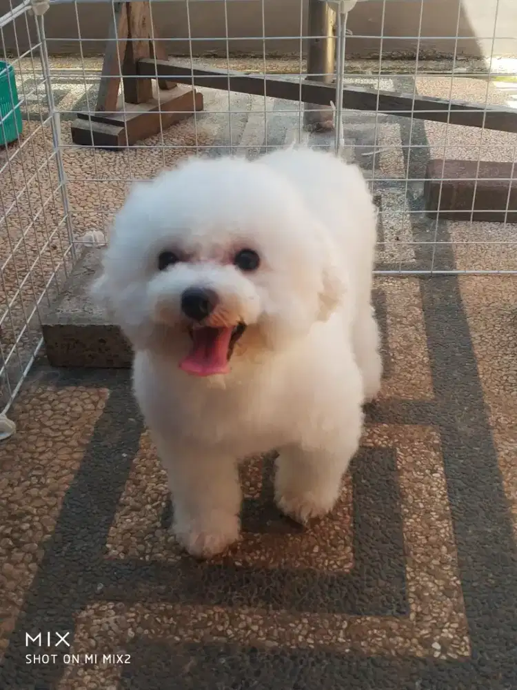 Calon Indukan Bichon frise