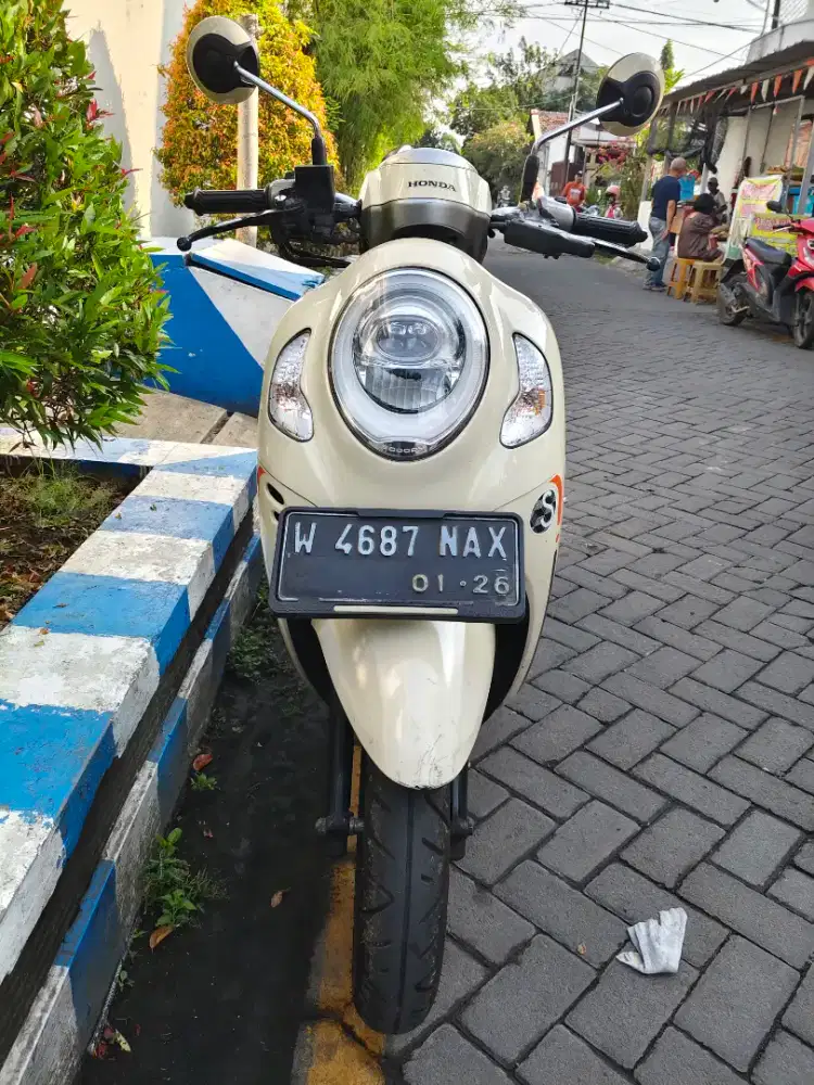 Scoopy Playful 2020