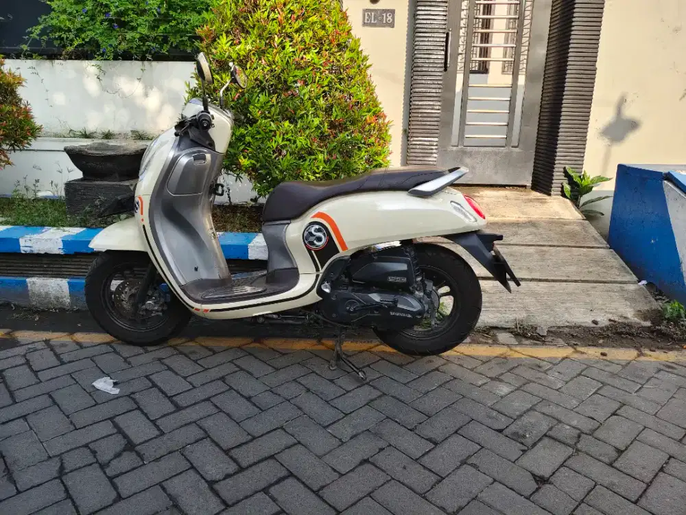 Scoopy Playful 2020