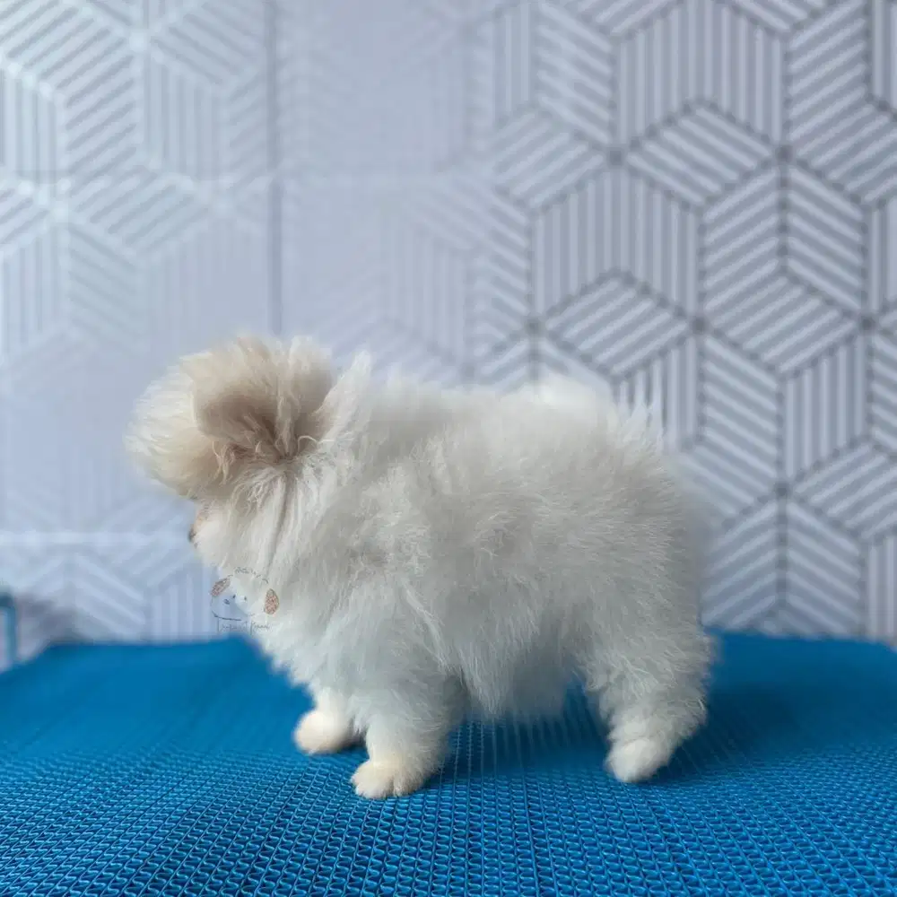 Pomeranian Betina