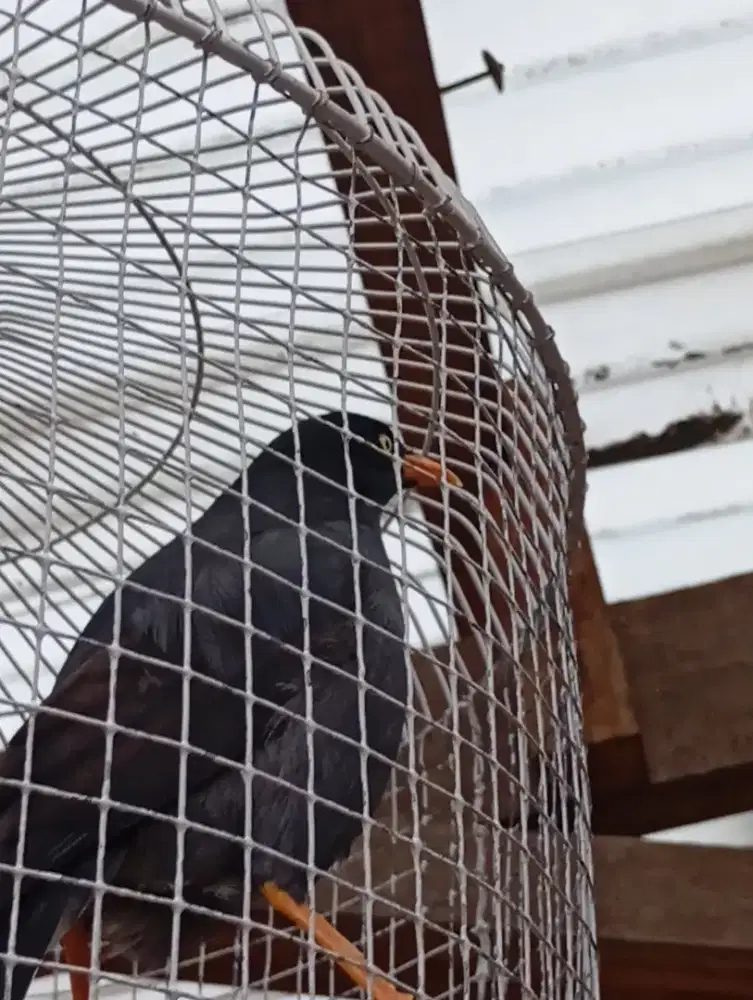 Dijual burung peliharaan jinak
