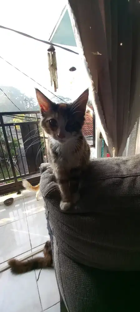 Kucing Mainecoon Betina bapak PED ibu NON PED