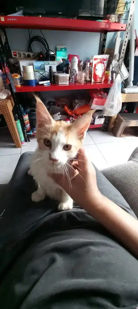 Kitten Mainecoon betina bapak PED ibu NON PED