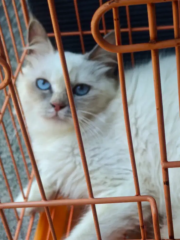 Kucing Persia, jenis kelamin perempuan