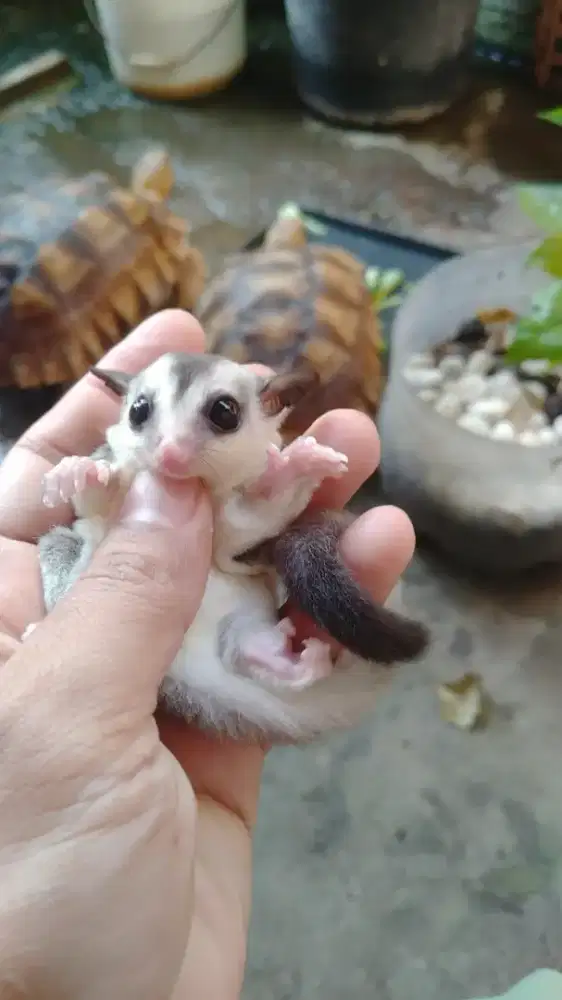 Anakan sugar glider
