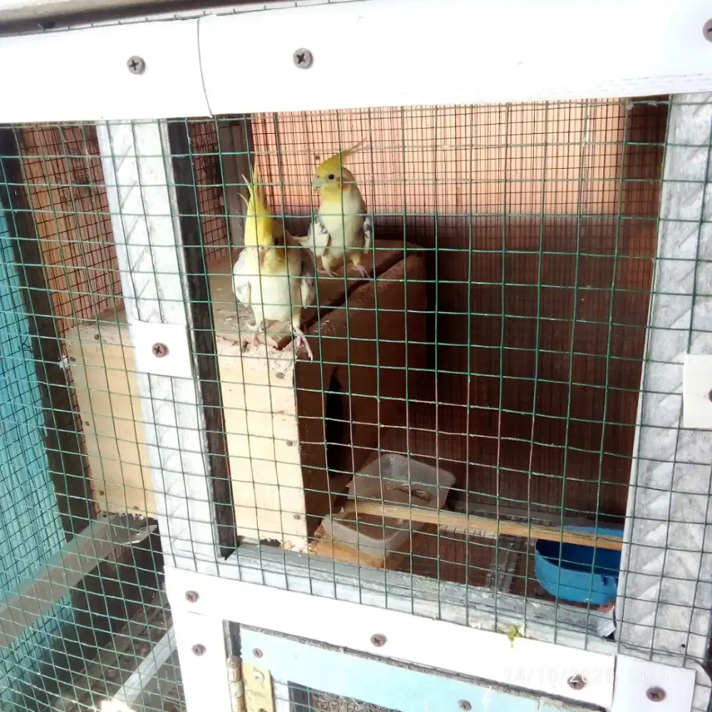 Dijual burung falk