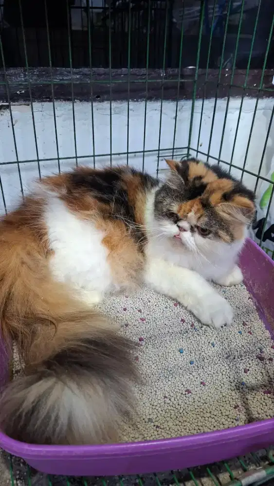 Peaknose betina plus kandang dan makanan