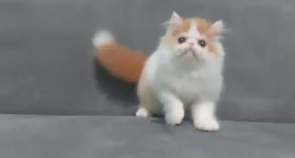 kitten peaknose #kucingpersiapeaknose #kucinglucu