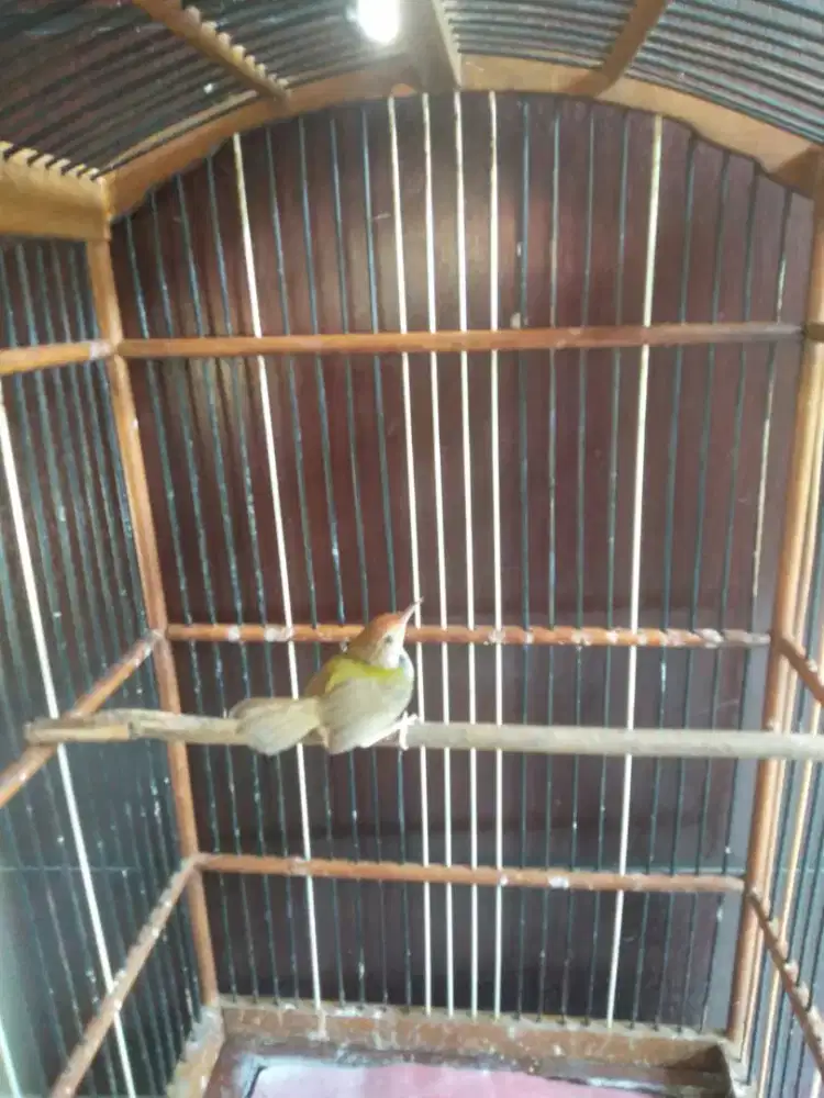 Jual burung pernjak lumut bunyi