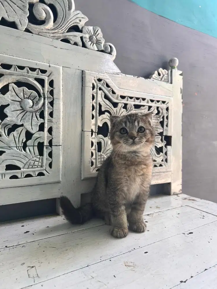 kucing scottish fold /single fold