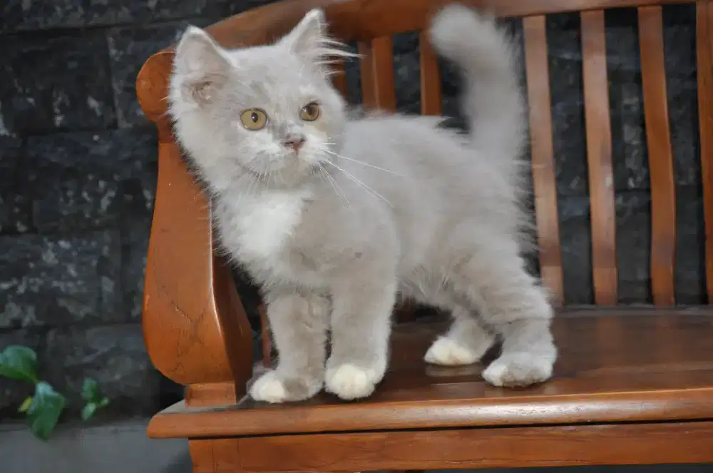 BLH lilac bico jantan