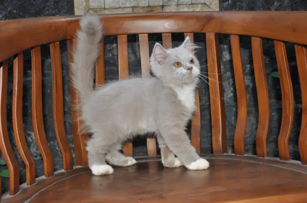 BLH lilac bico jantan