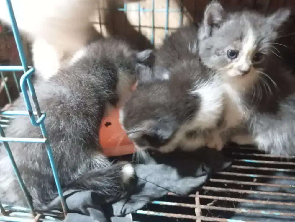 Anakan kucing anggora 2.5bln
