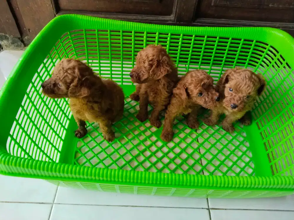 Puppy Poodle lahir 11Sept25