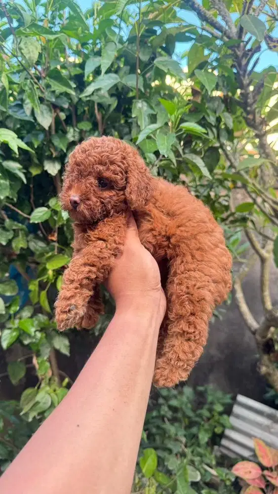 Red nose toy poodle