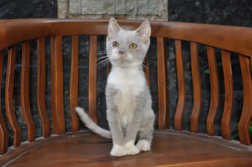 Bsh mix lilac bico jantan