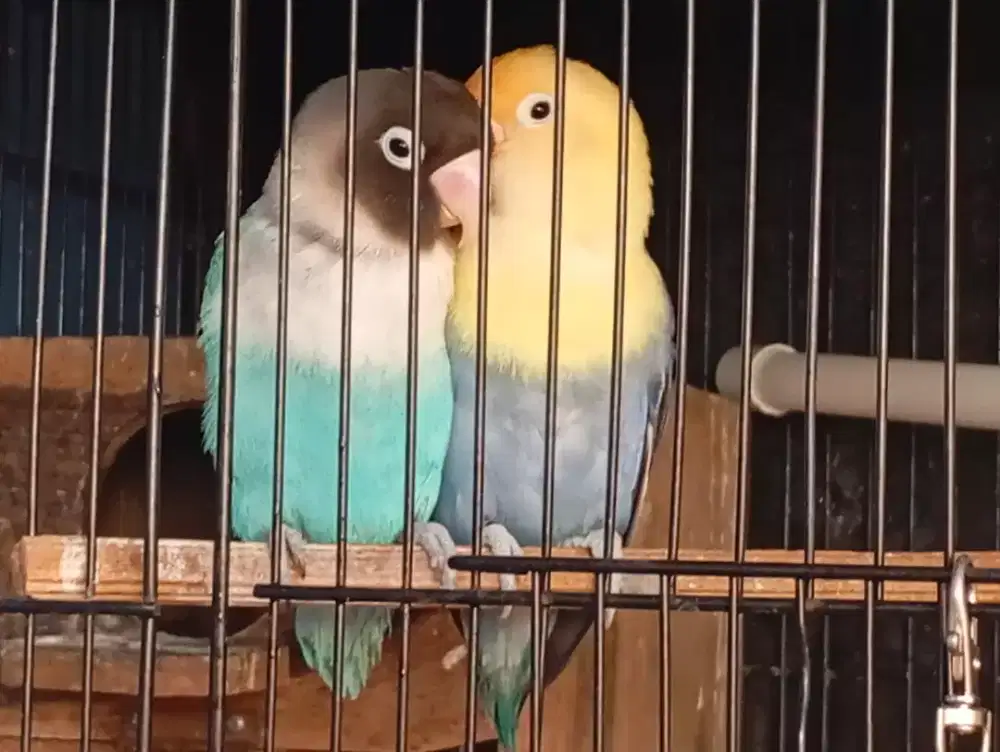 JuaL lovebird jodohan baru jodoh