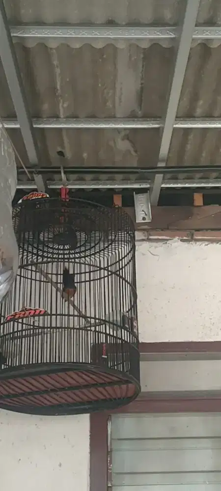 Mh mapan ex prestasi di tangan ke 1&2