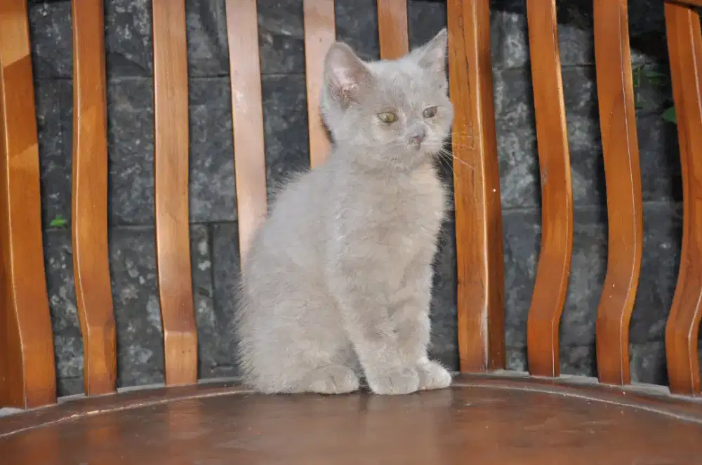 Bsh lilac jantan 3 bln