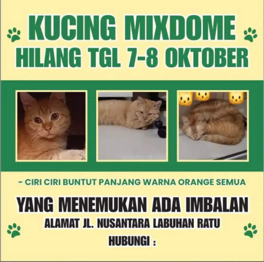 Kucing mixdome hilang