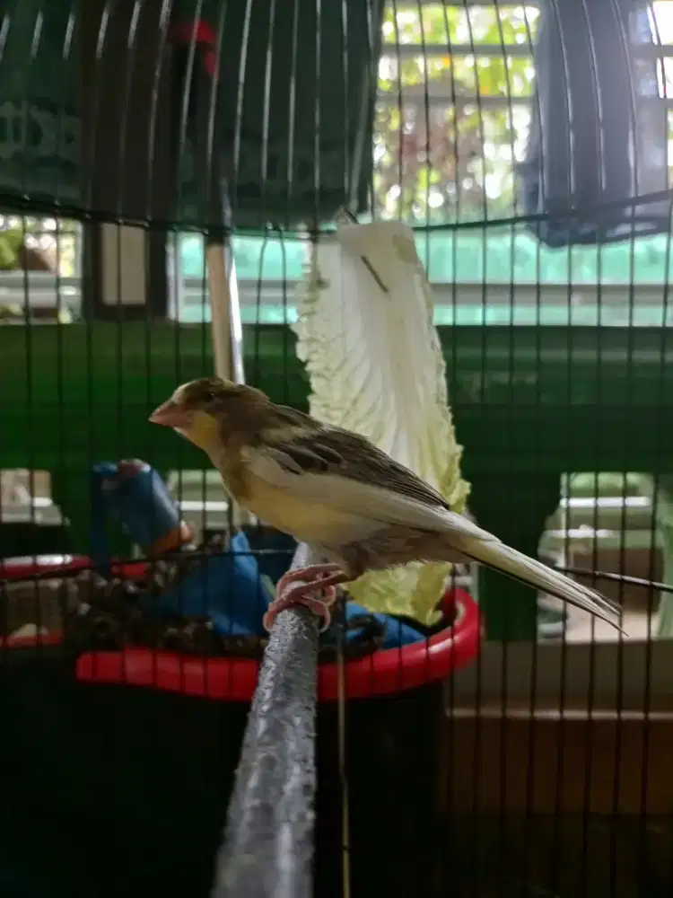 Di jual kenari paud