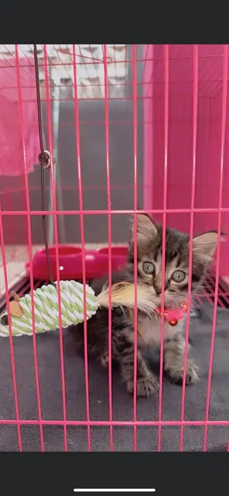 Kitten mixdome jantan