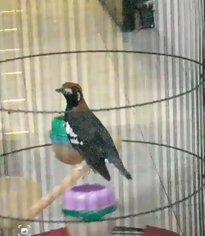 Burung Anis Kembang