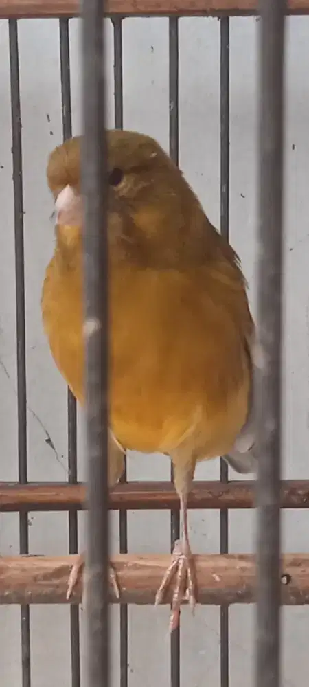 Burung kenari AFS
