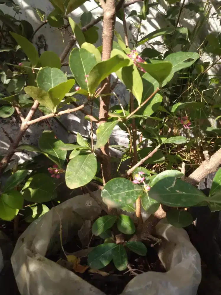 Bahan bonsai SIANCI kecut