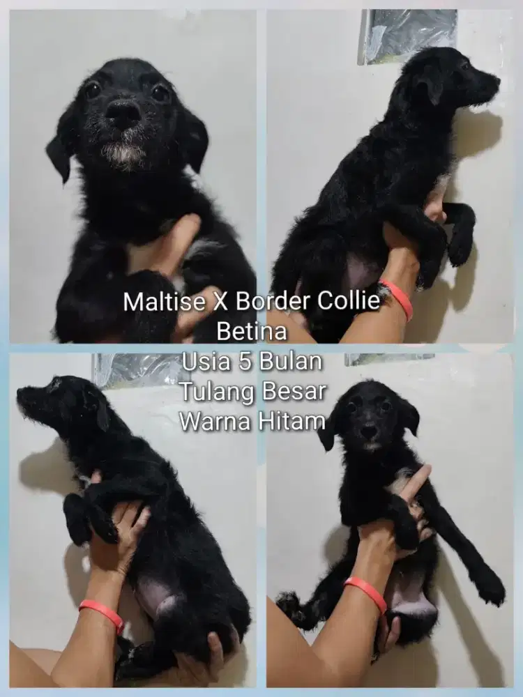 Anjing Tulang besar Border Colie mix Maltese