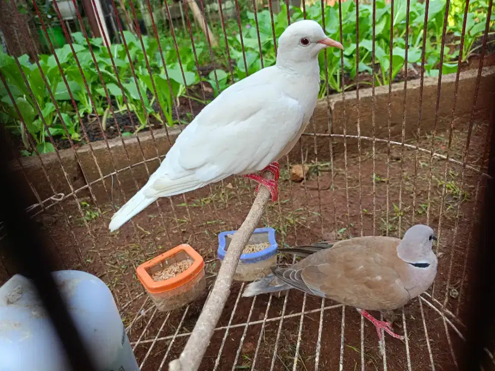 D Jual burung Puter Albino dan Kalung