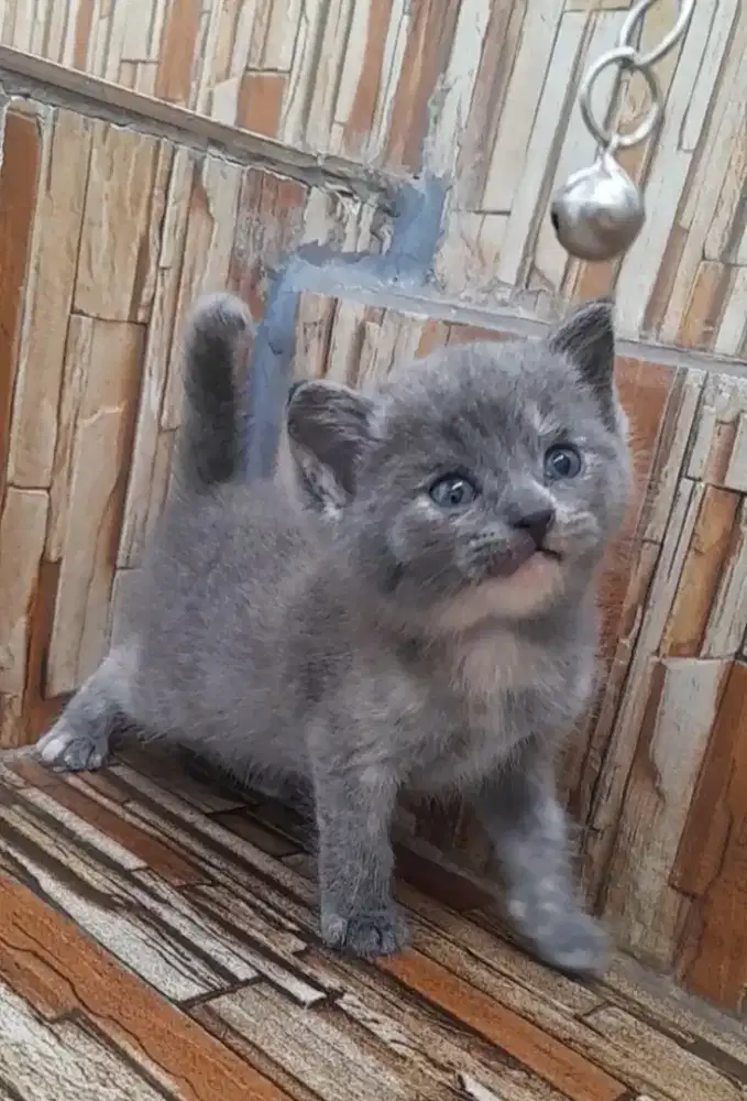 Kitten british shorhair